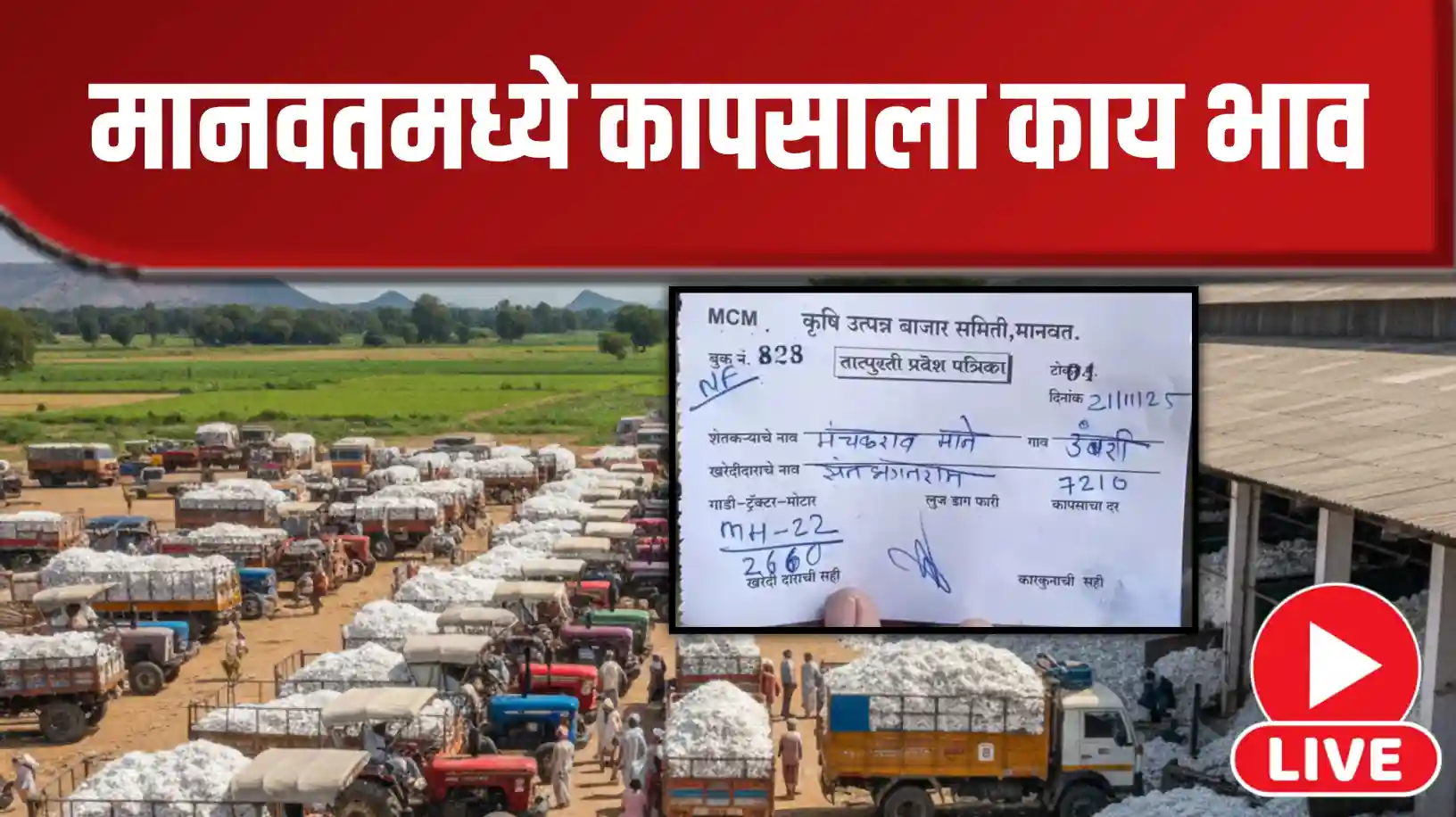 मानवतमध्ये कापसाच्या भावात वाढ, पहा आज काय भाव मिळालाय..