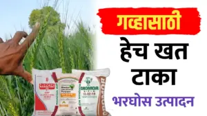 गहू पिकाच्या भरघोस उत्पादनासाठी गहू खत व्यवस्थापन