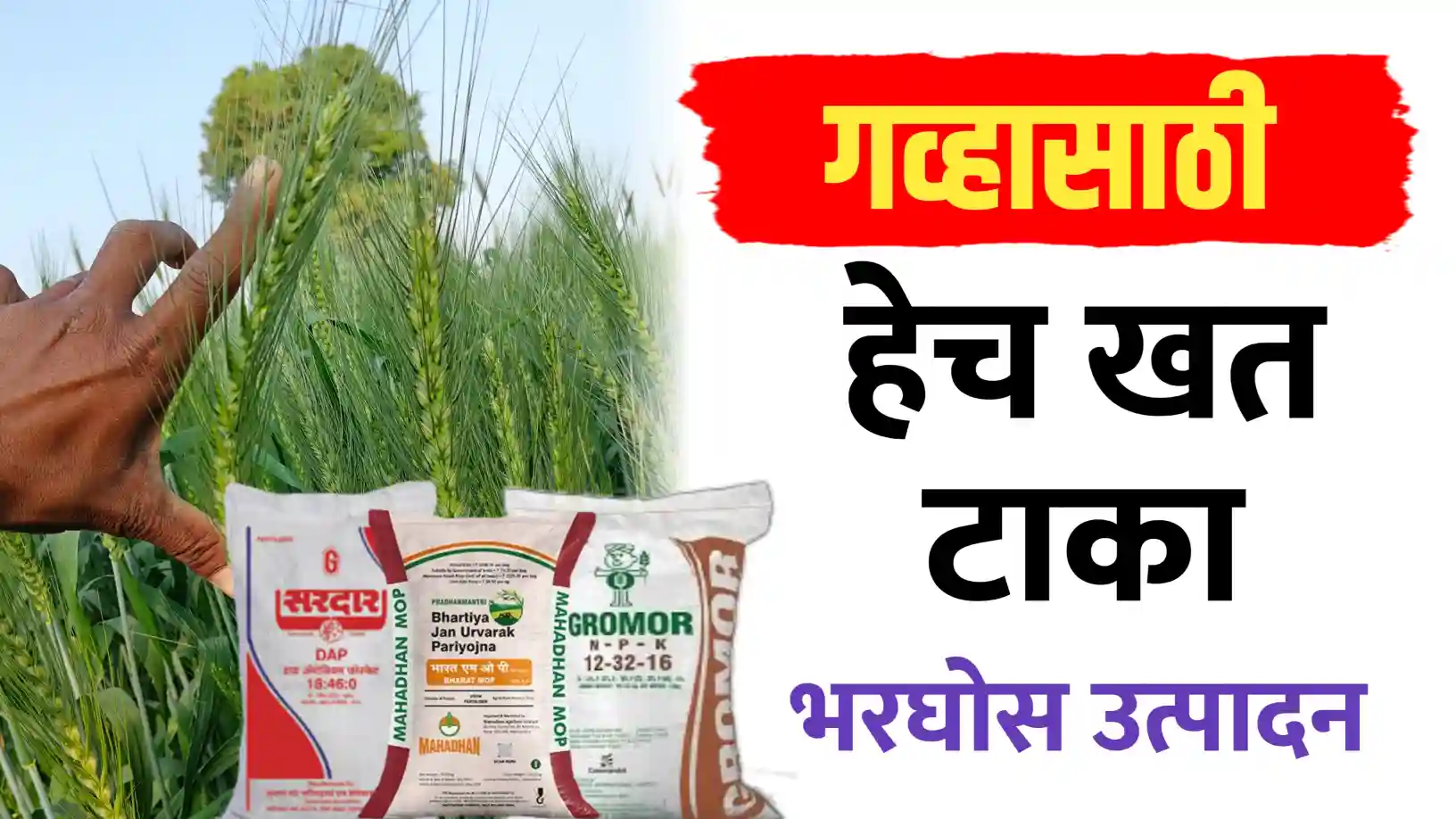 गहू पिकाच्या भरघोस उत्पादनासाठी गहू खत व्यवस्थापन