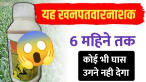 यह हर्बिसाइड एक स्प्रे में 6 महीने तक खेत में घास को उगने से रोकता