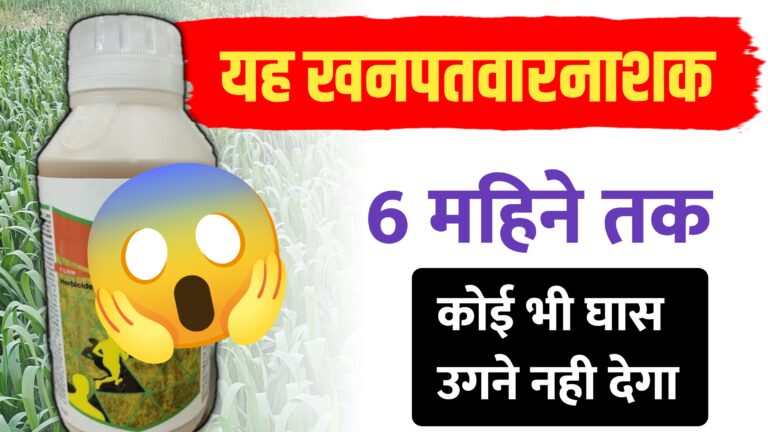यह हर्बिसाइड एक स्प्रे में 6 महीने तक खेत में घास को उगने से रोकता है