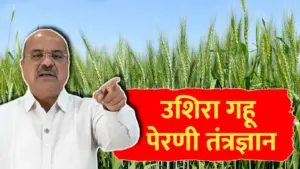 गजानन जाधव यांचे उशिरा गहू पेरणीचे सुधारित तंत्रज्ञान..पहा सविस्तर