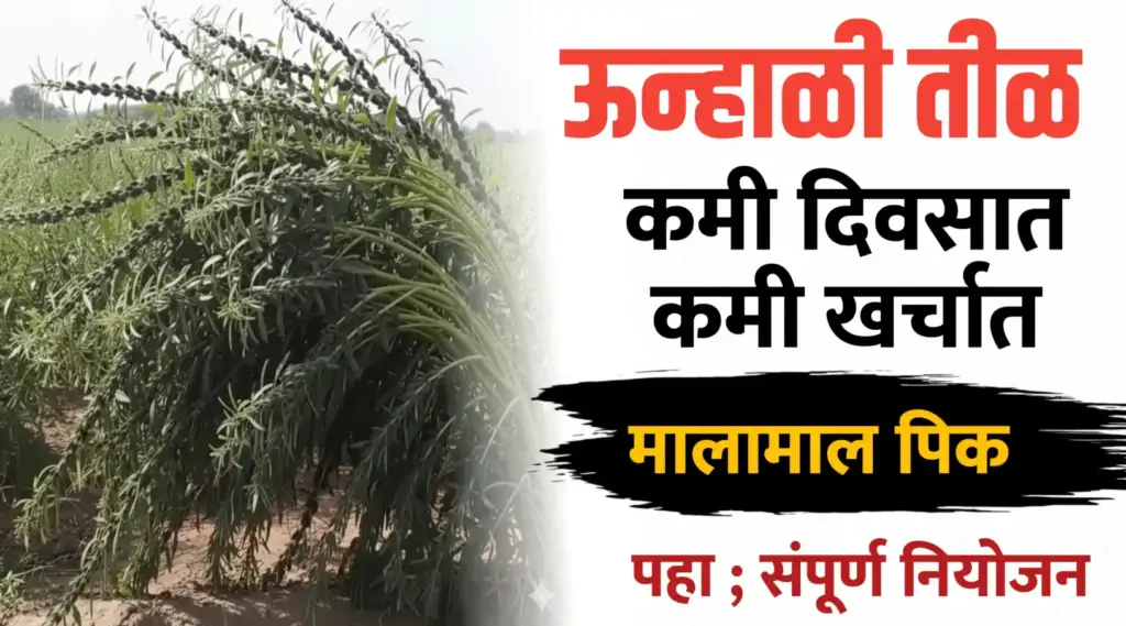 उन्हाळी तीळ लागवड ; कमी दिवसात मिळेल भरघोस उत्पादन..मालामाल पिक