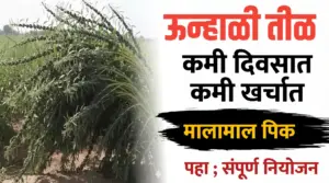 उन्हाळी तीळ लागवड ; कमी दिवसात मिळेल भरघोस उत्पादन..मालामाल पिक