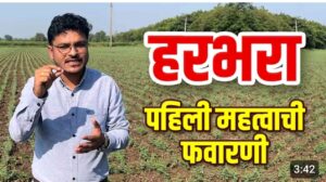 हरभरा पिकासाठी पहिली फवारणी ; मररोग थांबनार आणि भरपूर फटवे येनार…