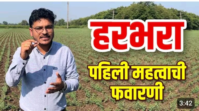 हरभरा पिकासाठी पहिली फवारणी ; मररोग थांबनार आणि भरपूर फटवे येनार…