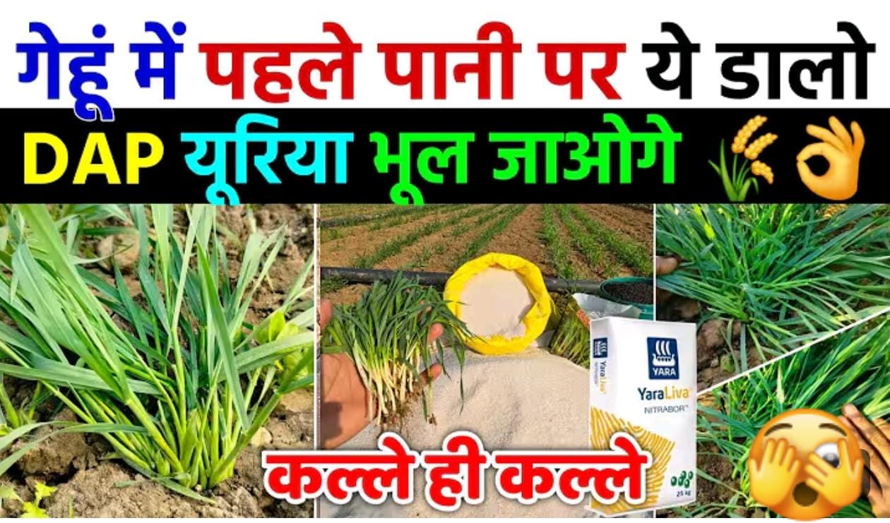 गेहूं मे पहले पाणी पर डाले यह 2 खाद, DAP और युरीया भुल जाओगे..